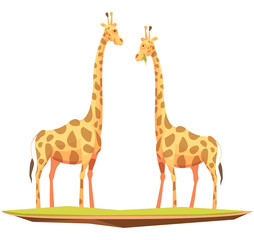 Obraz premium Giraffes Couple Animals Composition