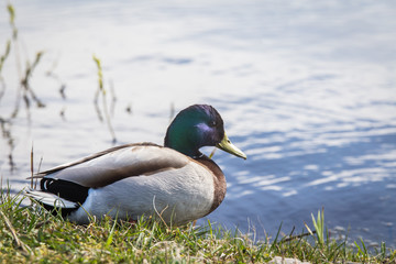Obraz premium A beautiful portrait of an adult male mallard duck in the lake