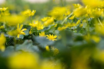 Buttercup yellow flower blooming in the spring in the woods