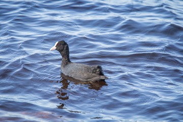 A beautiful portrait of an eurasian coot nesting in the lake