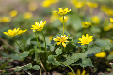 Buttercup yellow flower blooming in the spring in the woods