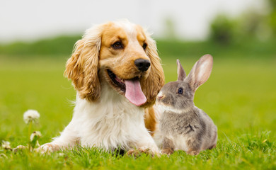 spaniel dog And rabbit on a green grass