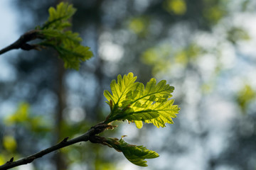 spring oak leaves