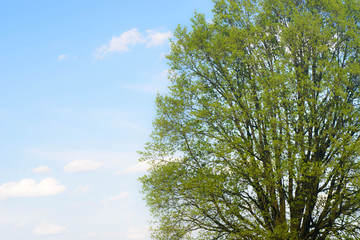 Fototapeta premium oak tree branchech