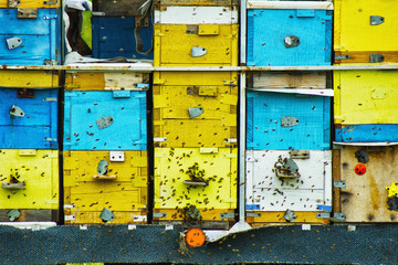 Bee hives are arranged in rows