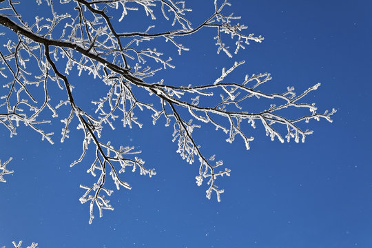 landscape with hoarfrost, frost and snow on tree in winter.