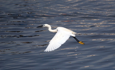 The little egret (Egretta garzetta) flying over the River Danube at Zemun in the Belgrade Serbia.