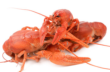 crayfish on a white background