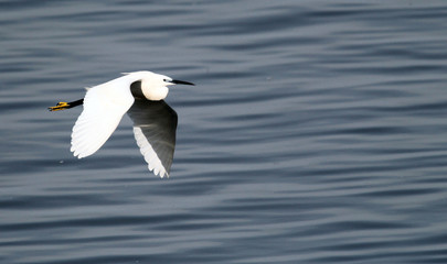The little egret (Egretta garzetta) flying over the River Danube at Zemun in the Belgrade Serbia.