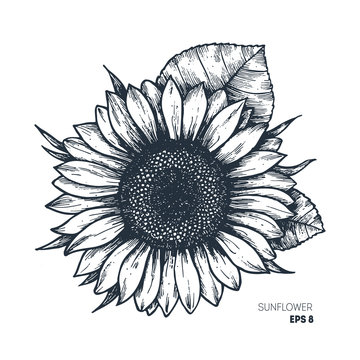 Sunflower vintage engraved illustration. Sunflower isolated . Vector illustration