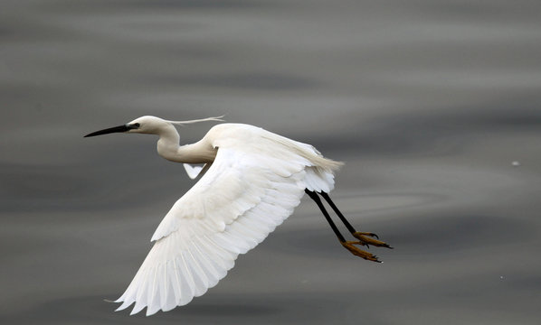 The little egret (Egretta garzetta) flying over the River Danube at Zemun in the Belgrade Serbia.