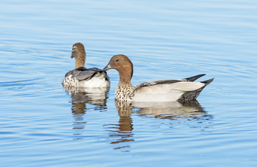 Australian Wood Duck