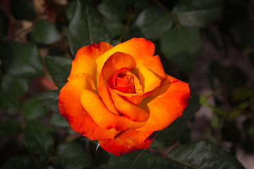 Rosa rara con sfumature di rosso e arancione