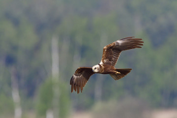 Weibliche Rohrweihe auf Jagd