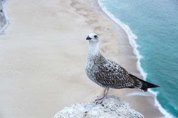 View on seagull