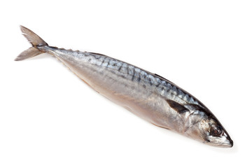 One fresh mackerel isolated on white background
