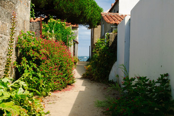 flowered alley on the isle of Noirmoutier with view on the sea - obrazy, fototapety, plakaty