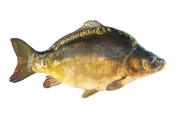 Foto op Canvas Big mirror carp isolated on white © Alexander Raths