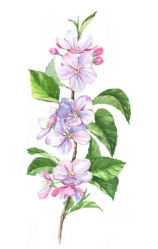 Hand-drawn watercolor drawing with apple blossom branch on the white background. Spring flowers
