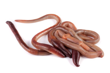bunch of earthworms isolated on white background macro