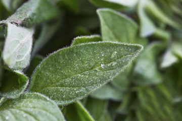 Oregano leaves macro view with water drops, selective focus of aromatic herb leaf