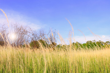 Obraz premium Beautiful landscape flower grass field under the beautiful sky background