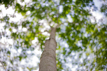 Green bokeh from nature forest, out of focus background