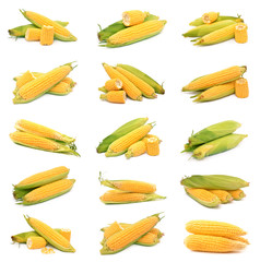 Corn on a white background