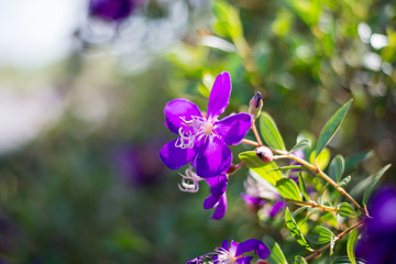 Purple flower with bokeh background.