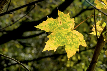 a leaf in autumn