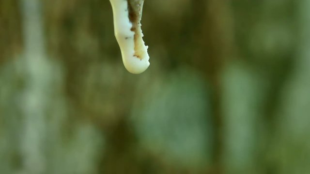 Close-up of the rubber latex drop from a rubber tree