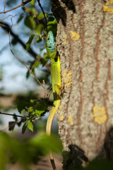 Green lizard on the bark of a tree