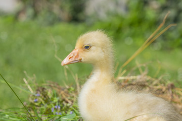 gosling - white goose (Anser anser domesticus)