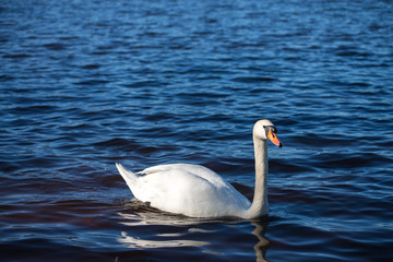 Swan swimming on the water in nature