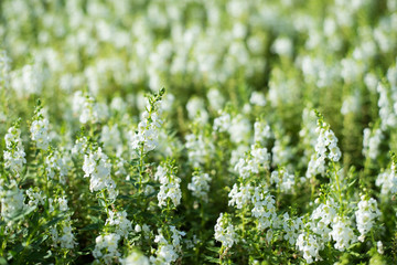 bush of white flowers.