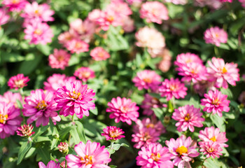 Fototapeta na wymiar Pink beautiful chrysanthemum flowers focus on one point of fram.