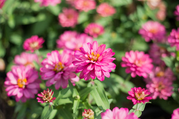 Fototapeta na wymiar Pink beautiful chrysanthemum flowers focus on one point of fram.