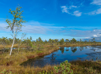 A colorful sunrise in the Kemeri swamps, Latvia, with clouds in the blue sky and tree in the foreground.