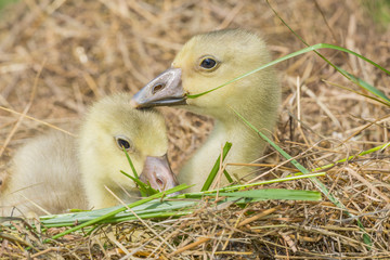 goose; gosling; Anser anser domesticus,