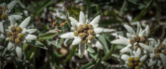 Edelweiss