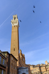 Obraz premium Piazza del Campo in Siena