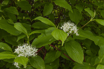 Hartriegel in der Blüte im Garten