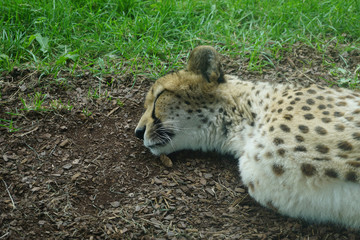 Sleeping Cheetah
