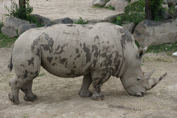 Fototapeta premium Rhinoceros