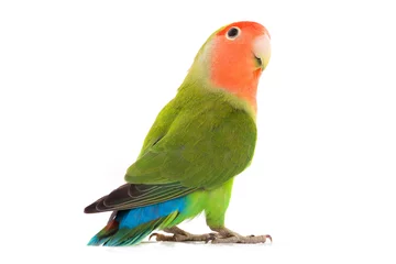 Abwaschbare Fototapete Papagei Turteltaubenporträt