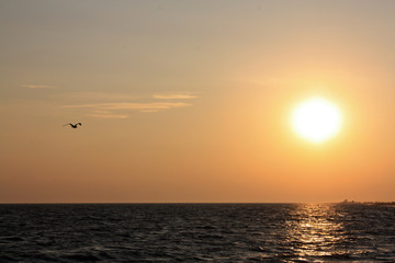 Seagull flying over the sea on the background of sunset