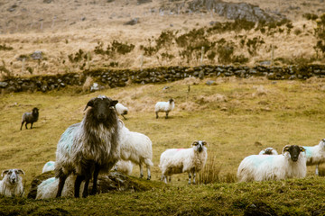 A beautiful irish mountain landscape in spring with sheep. Gleninchaquin park in Ireland.