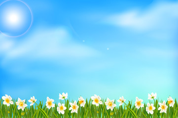 Spring background with daffodil narcissus flowers, green grass, swallows and blue sky.