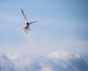 Sun shining and birds flying over a heavenly blue sky