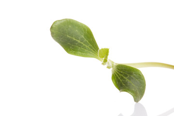 Young pumpkin seedling